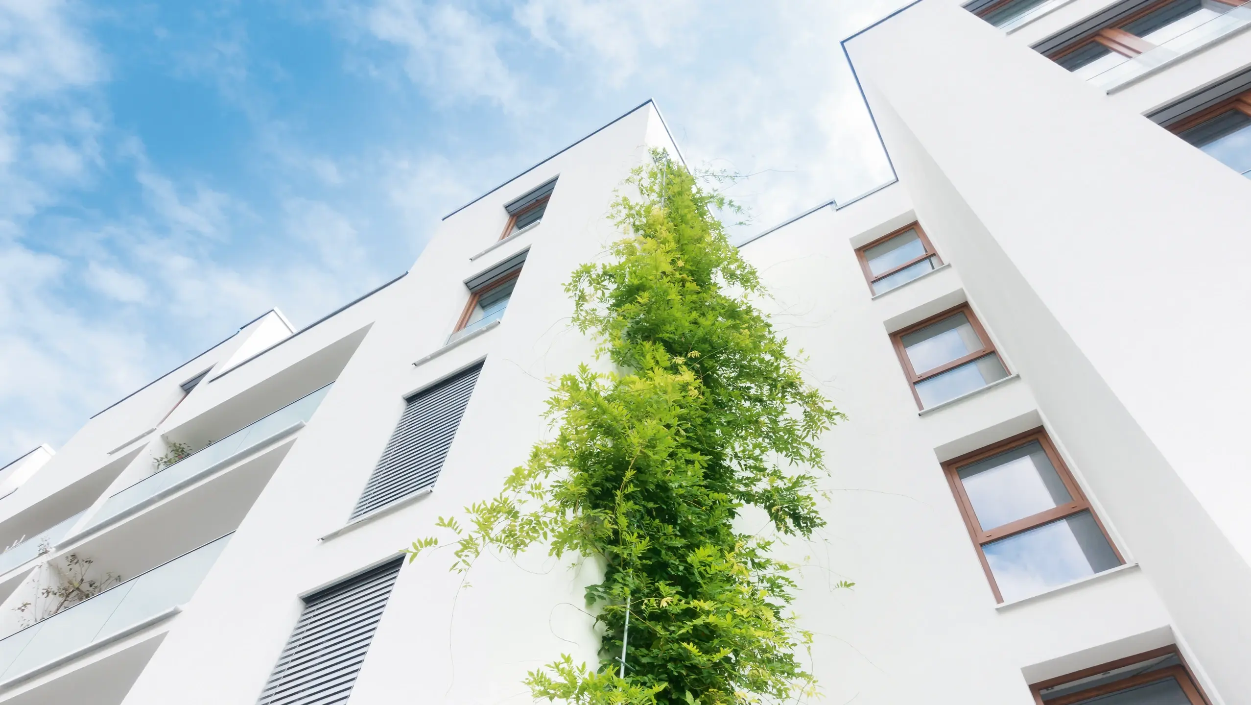 Bâtiment à plusieurs étages, crépi blanc, avec une plante verte en façade, vu depuis un angle extérieur