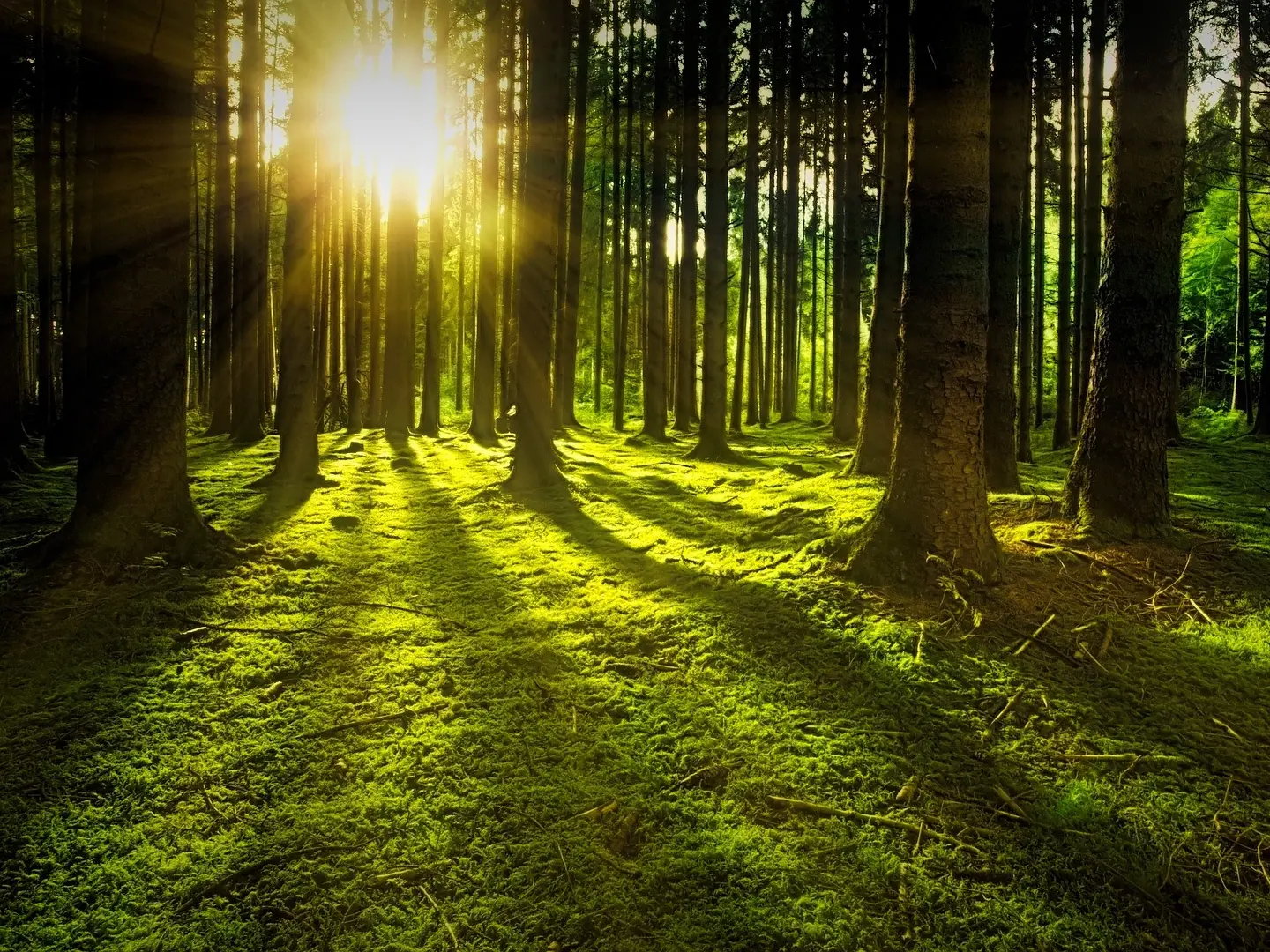 Der Wald ist eine natürliche Ressource. Holzfaserdämmplatten bestehen zu über 85 % aus reinen Holzfasern.
