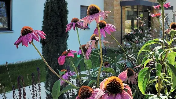 Rosa Blumen vor einer weiss verputzten Aussenfassade mit Natursteinelementen