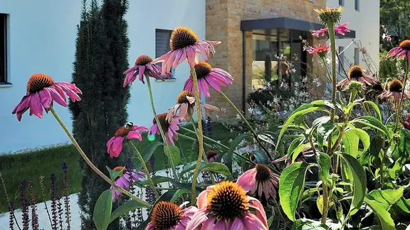 Des fleurs roses devant une façade extérieure crépie en blanc avec des éléments en pierre naturelle