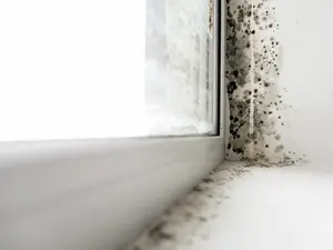 Schimmelhaltige Wand im Fenster Bereich 