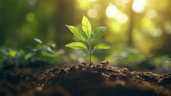 Ein heranwachsender Baum im Wald – Symbol für schützenswerte Ökosysteme.