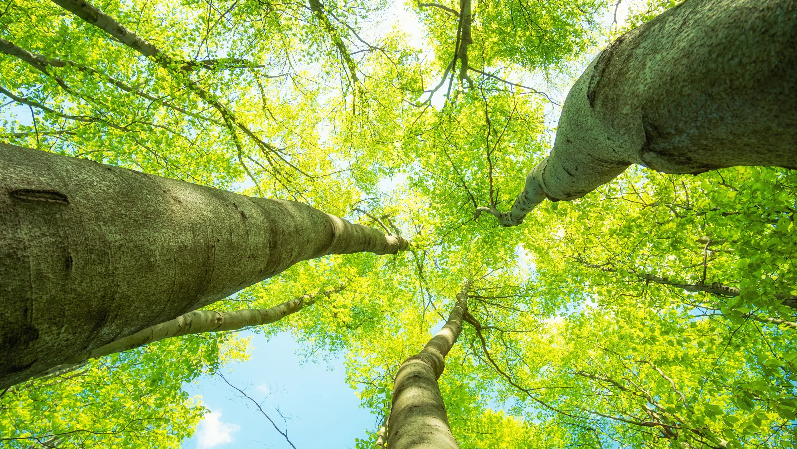 Vue depuis le sol de la forêt vers le ciel bleu clair, de solides troncs d'arbres aux feuilles vert clair