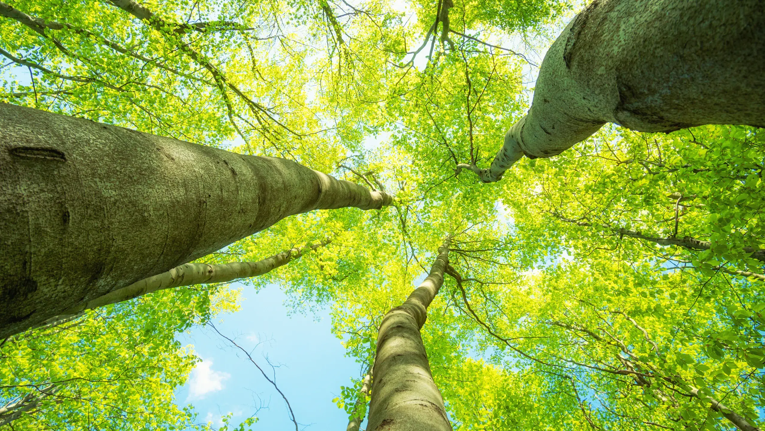 Uno sguardo dal suolo del bosco verso il cielo azzurro, tronchi possenti con foglie verde chiaro