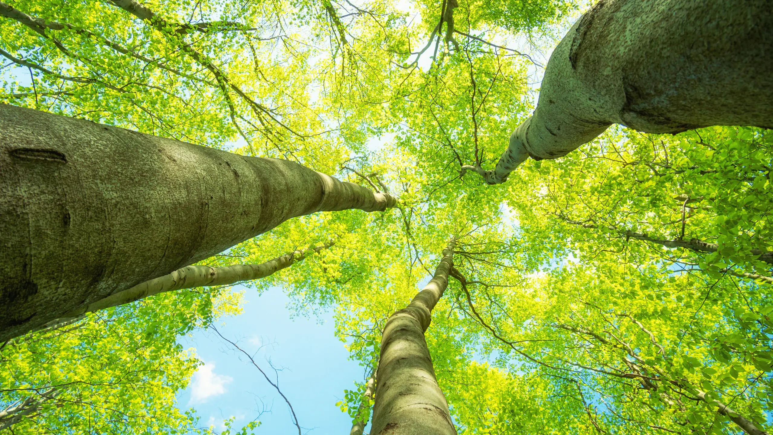Vue depuis le sol de la forêt vers le ciel bleu clair, de solides troncs d’arbres aux feuilles vert clair