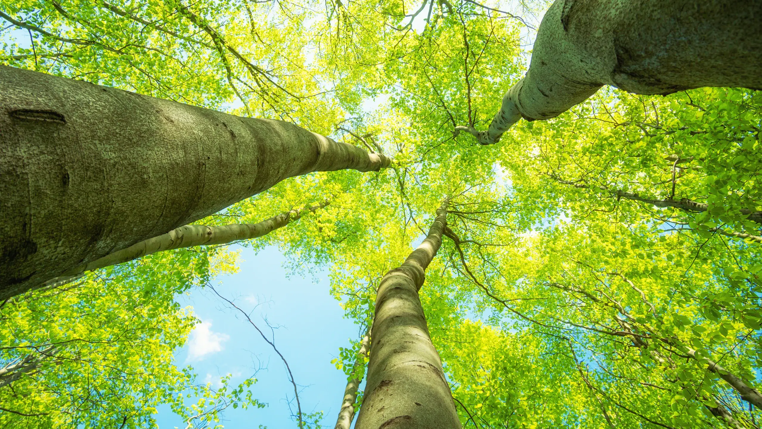 Uno sguardo dal suolo del bosco verso il cielo azzurro, tronchi possenti con foglie verde chiaro