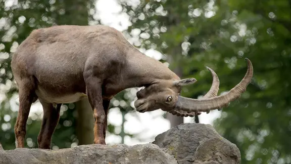 Sanierung des Steinbock-Geheges