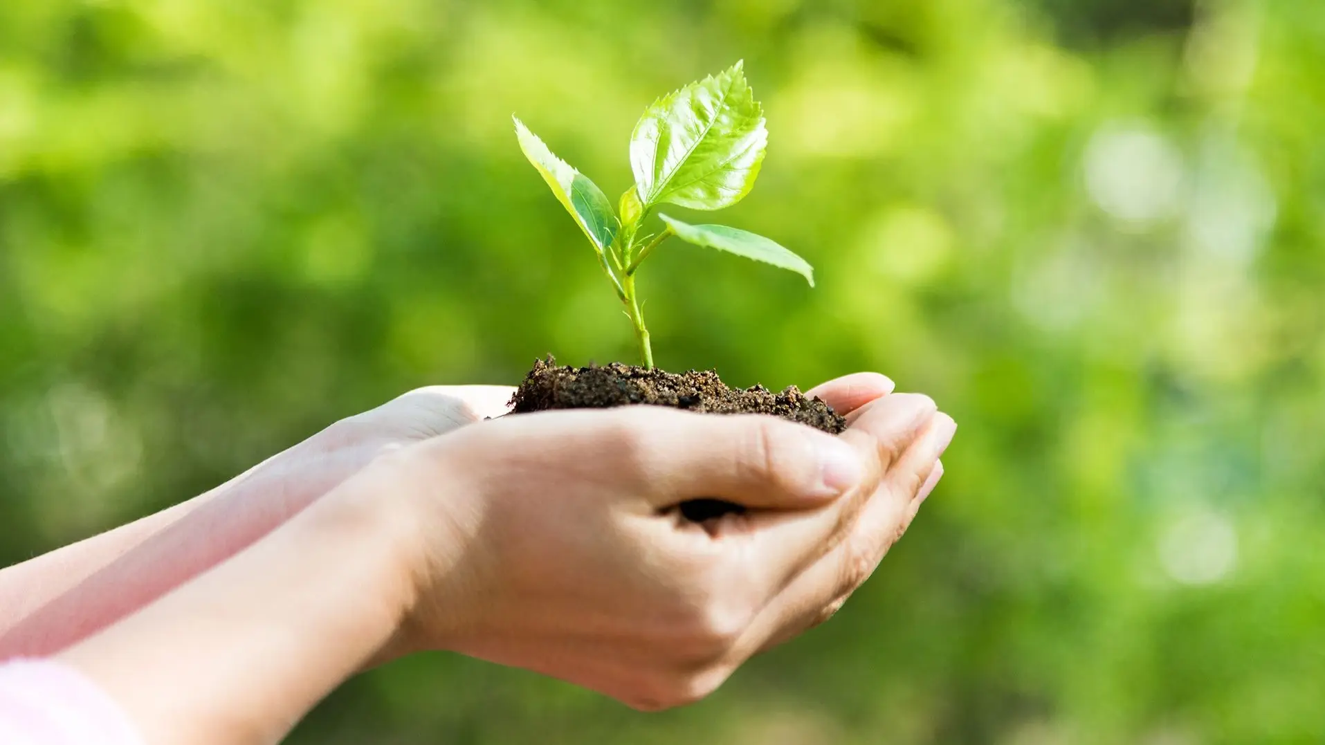 Zwei Hände halten einen kleinen Schössling mit drei Blättern und etwas Erde vor einer grünen Wiese