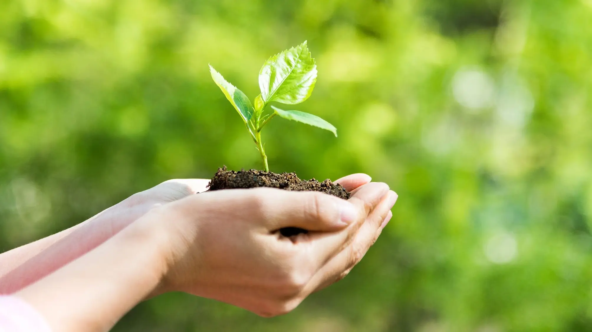 Zwei Hände halten einen kleinen Schössling mit drei Blättern und etwas Erde vor einer grünen Wiese