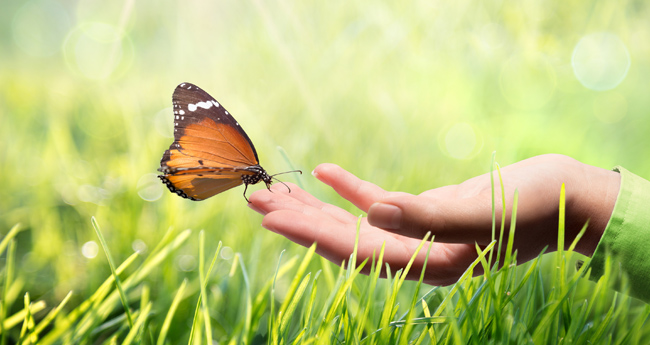 Butterfly on a hand in nature