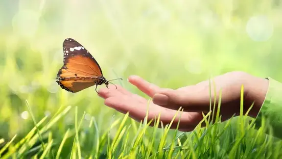 Schmetterling auf einer Hand in der Natur